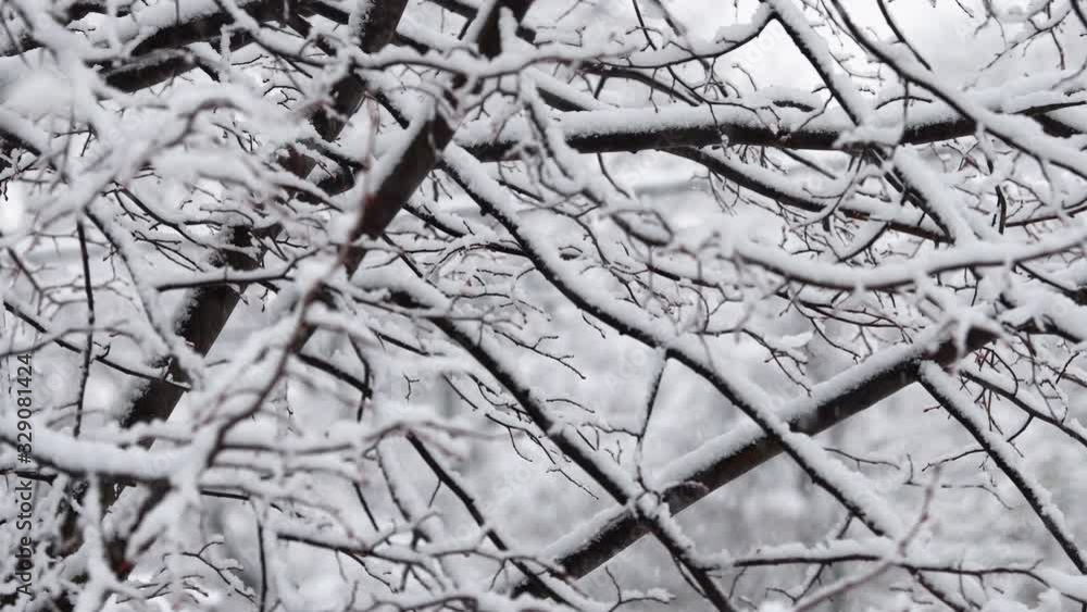 Heavy snowfall in winter in a garden, bushes and trees covered in snow, Vienna Austria Heavy snowfall in winter in a garden, bushes and trees covered in snow, Vienna Austria