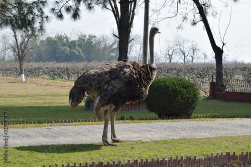 closeup view of common ostrich with grass and trees in background photo