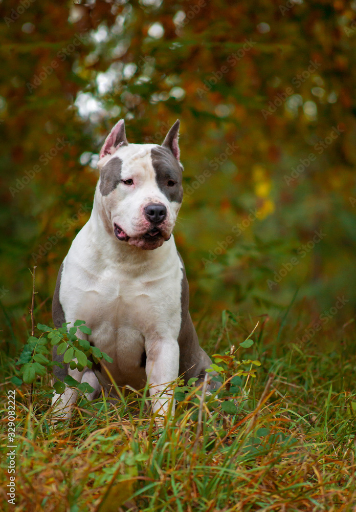 American Staffordshire terrier in forest