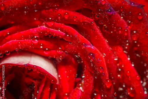 Big red rose macro
