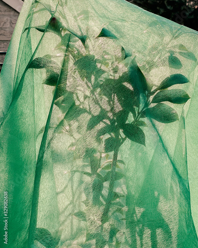 Leaves peaking through a green veil photo