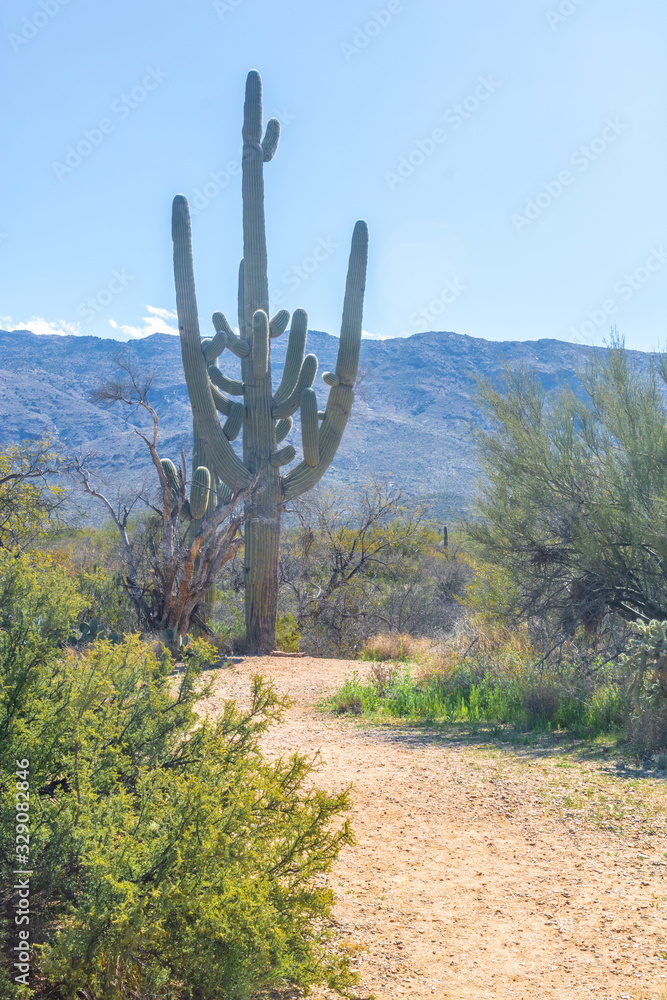 Sandy path to a saguaro cactus