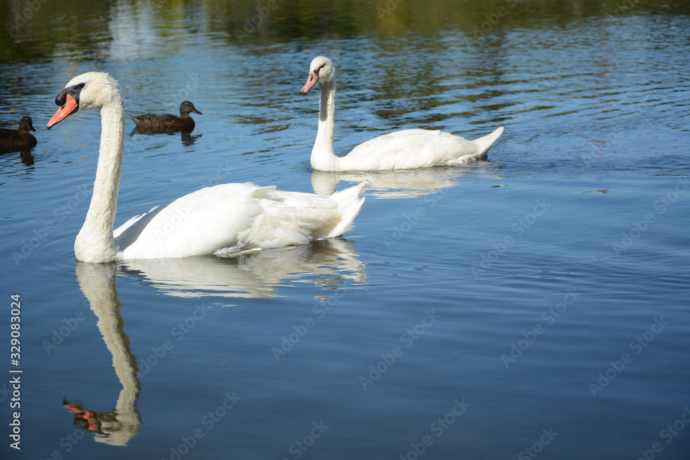 VALLEJO, CALIFORNIA, USA - AUGUST 13, 2019: Ducks and swans in Lake Chabot in Dan Foley Park VALLEJO, CALIFORNIA, USA - AUGUST 13, 2019: Ducks and swans in Lake Chabot in Dan Foley Park