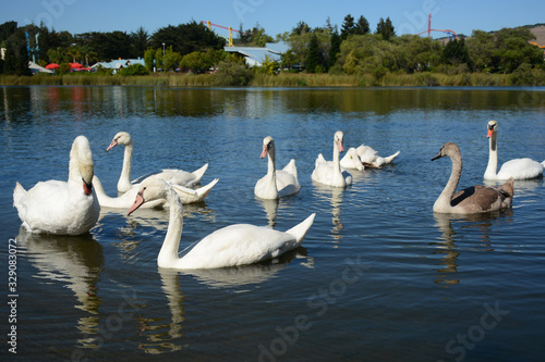 VALLEJO, CALIFORNIA, USA - AUGUST 13, 2019: Ducks and swans in Lake Chabot in Dan Foley Park