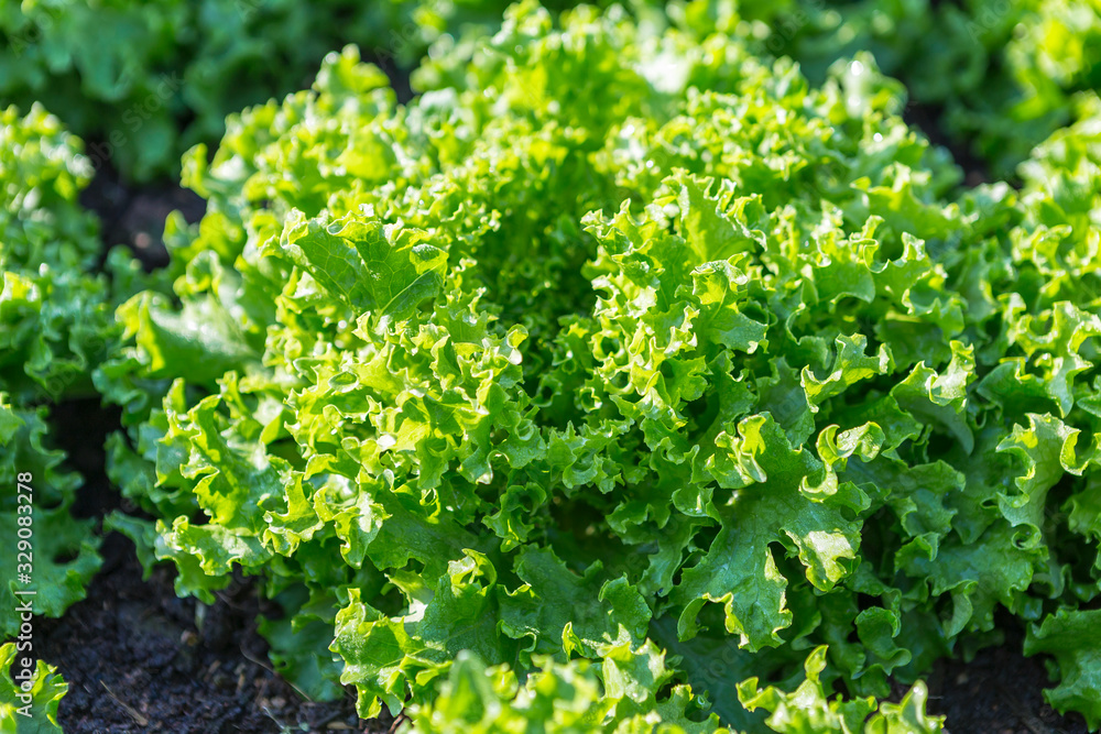 Closeup green lettuce from the vegetable garden, morning outdoor day light, healthy fresh lettuce, organic farming Closeup green lettuce from the vegetable garden, morning outdoor day light, healthy fresh lettuce, organic farming