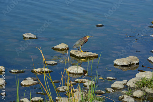 VALLEJO, CALIFORNIA, USA - AUGUST 13, 2019: A bird in Dan Foley Park near Lake Chabot in front of Six Flags Discovery Kingdom photo