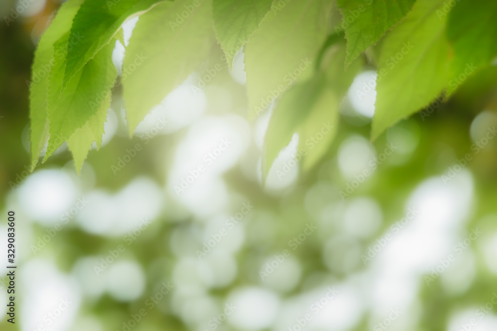 Natural green leaves on bokeh and sun light with copy space. Beautiful green nature background. Safe world and ecology concept. Natural green leaves on bokeh and sun light with copy space. Beautiful green nature background. Safe world and ecology concept.