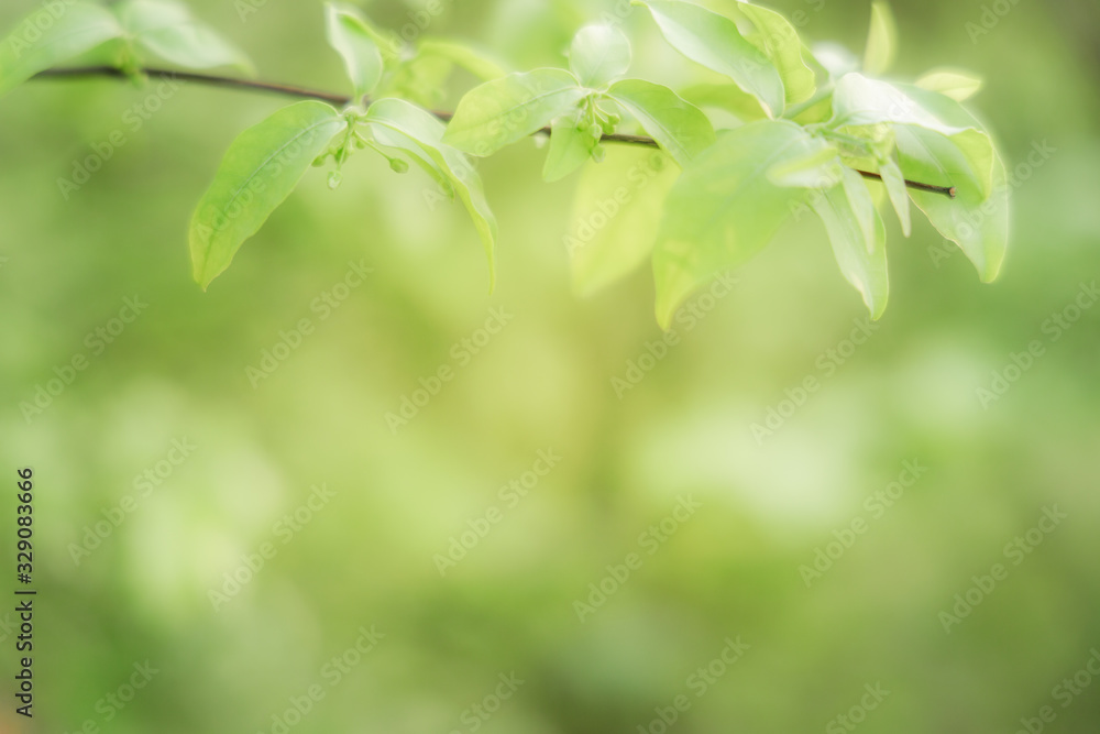 Natural green leaves on bokeh and sun light with copy space. Beautiful green nature background. Safe world and ecology concept.