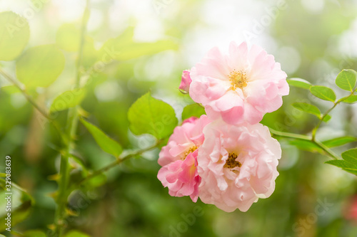 Pink rose flower with morning outdoor day light, spring or summer season blooming © sirirak