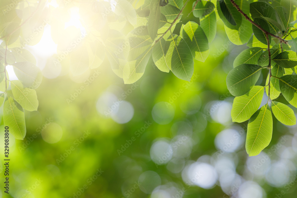 Natural green leaves on bokeh and sun light with copy space. Beautiful green nature background. Safe world and ecology concept. Natural green leaves on bokeh and sun light with copy space. Beautiful green nature background. Safe world and ecology concept.