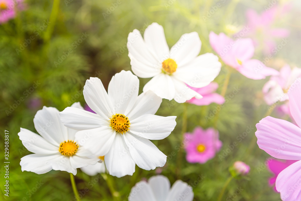 White cosmos flower garden, nature concept background, spring or summer season garden, outdoor day light White cosmos flower garden, nature concept background, spring or summer season garden, outdoor day light