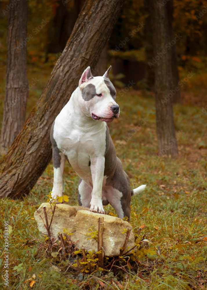 American Staffordshire terrier in forest