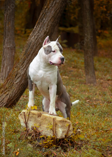 American Staffordshire terrier in forest