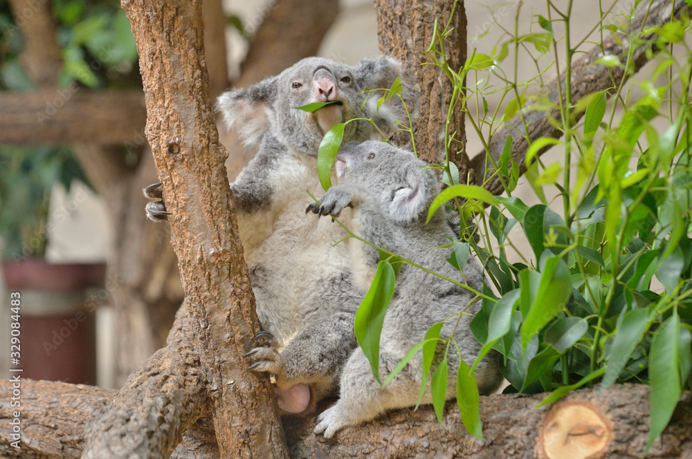ユーカリの葉っぱを食べるコアラ Stock 写真 Adobe Stock ユーカリの葉っぱを食べるコアラ Stock 写真 Adobe Stock