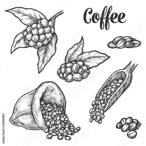 Coffee beans, coffee tree plant sketch elements
