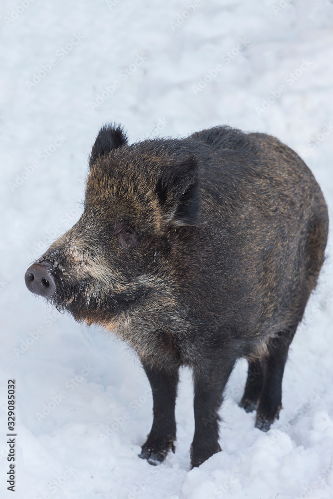 a wilde boar during winter looking for food a wilde boar during winter looking for food