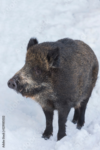 a wilde boar during winter looking for food © paolo maria airenti