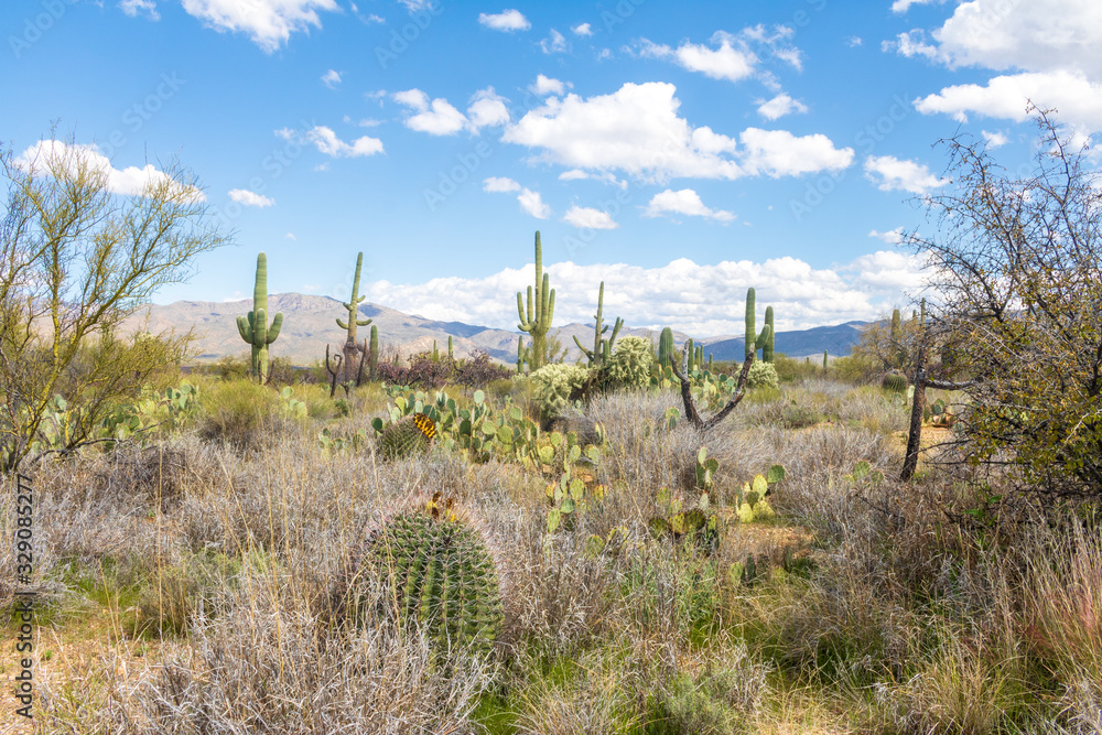 Fototapeta premium Desert landscape on a sunny day in Saguaro National Park