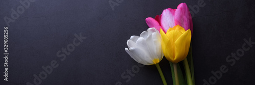 A beautiful bright bouquet of multi-colored tulips in close-up against a dark gray stucco wall.