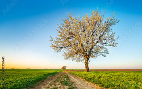 Rural Landscape in Spring with Big Cherry Tree in Bloom, dirt road through green fields under blue sky in the warm light of the rising sun