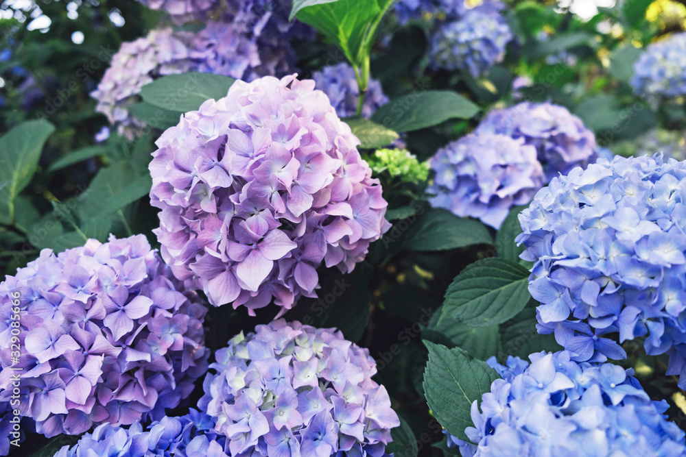 Beautiful fresh pastel blue and purple hydrangea flowers blooming in the garden. Beautiful fresh pastel blue and purple hydrangea flowers blooming in the garden.