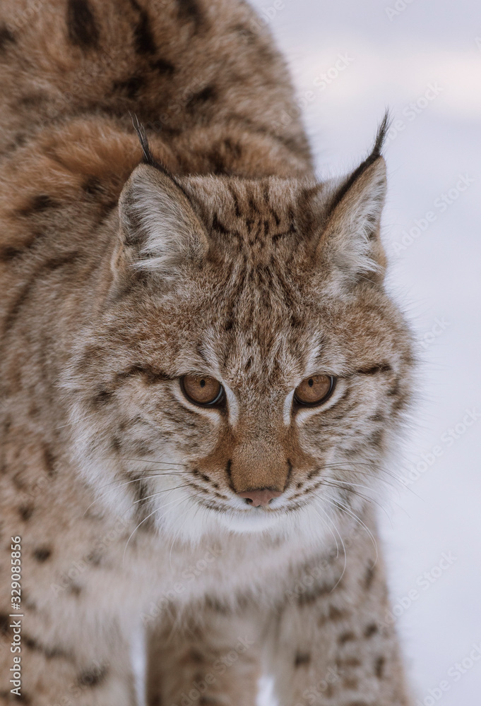 European linx in winter, Norrbotten, Sweden European linx in winter, Norrbotten, Sweden