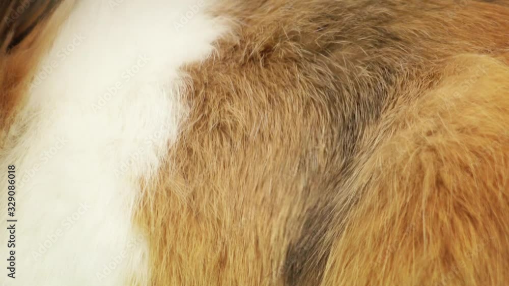 rabbit is breathing. beautiful bunny fur close-up rabbit is breathing. beautiful bunny fur close-up