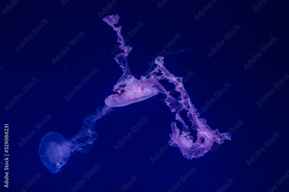 Japanese sea nettle jellyfish in the water. Japanese sea nettle jellyfish in the water.