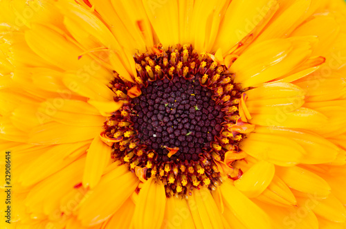 Yellow pollen with blurred pattern background