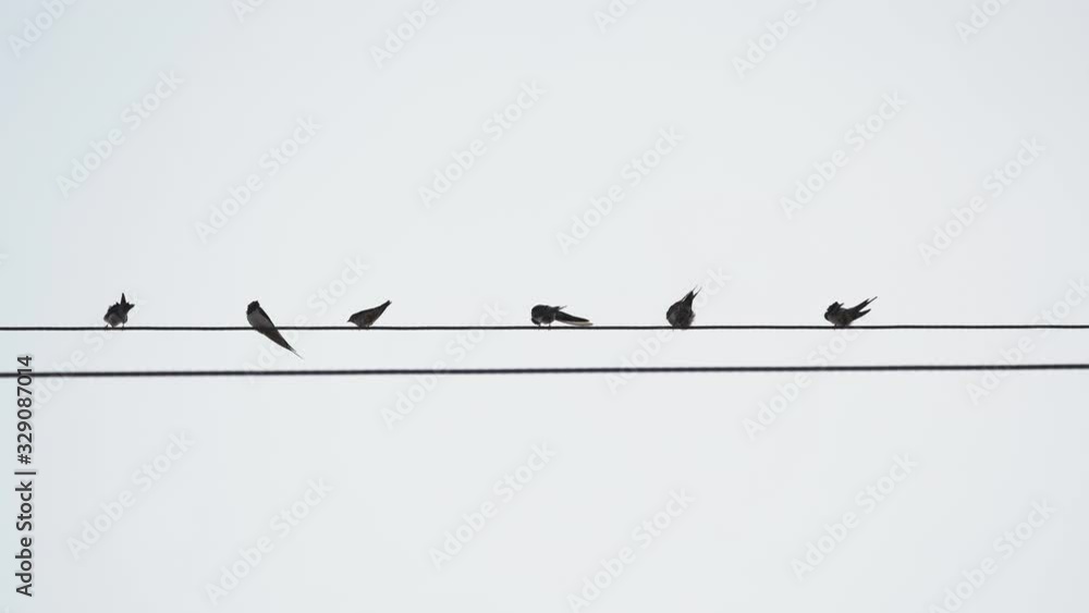 Staning Drongo bird flock on electric cable line on white grey screen, bird ...