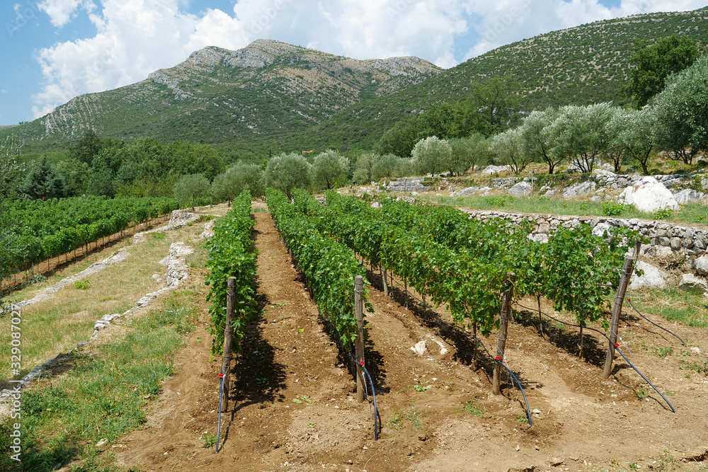 Vineyard, grape plantation