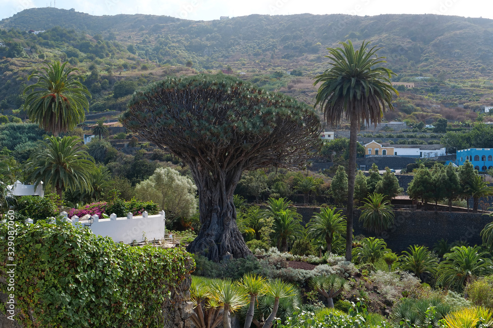 Fototapeta premium Drago de Icod de los Vinos, Tenerife island, Canary islands, Spain