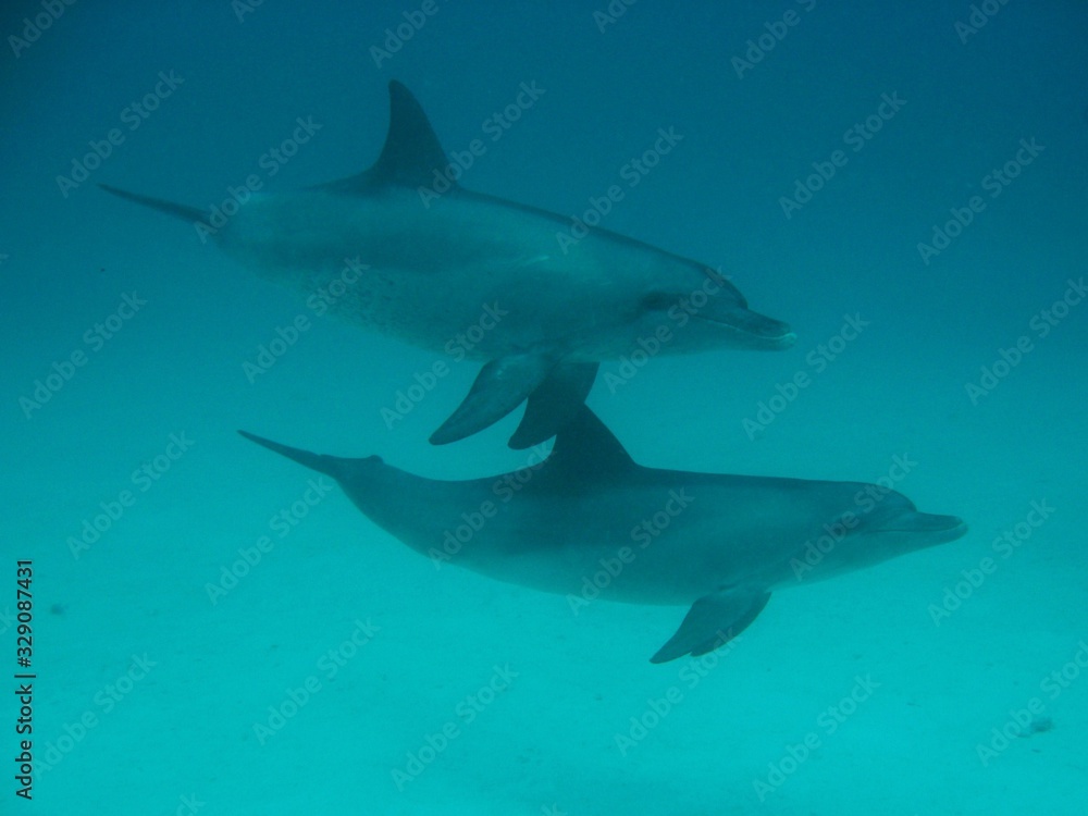 Naklejka premium Dolphins