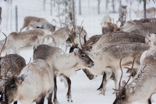 Reindeers in natural environment with snow, Lapland, north Sweden, during winter