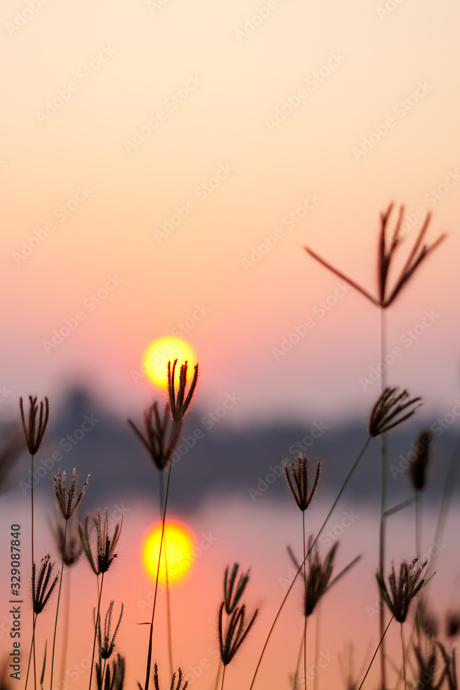 Obraz premium silhouette of grass flower on sunset