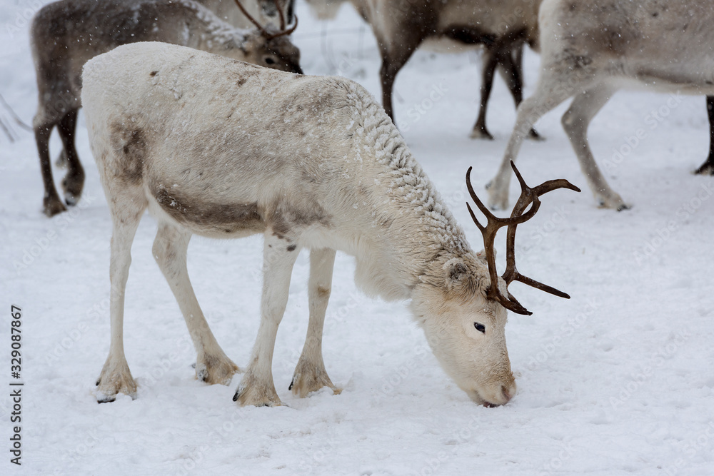 Reindeers in natural environment with snow, Lapland, north Sweden, during winter Reindeers in natural environment with snow, Lapland, north Sweden, during winter