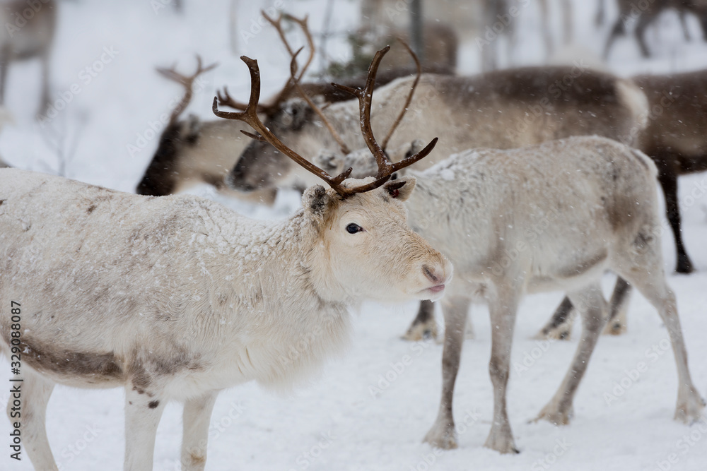 Obraz premium Reindeers in natural environment with snow, Lapland, north Sweden, during winter