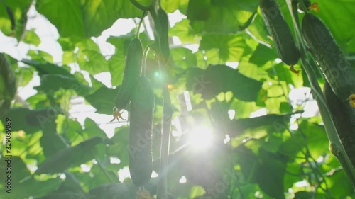 Close-up of beautiful fresh cucumbers hanging on branches. Modern farming: growing in an automated greenhouse. Sun flare, sparkle.
