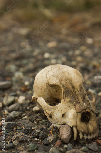 the skull of dog on the ground on blurred background