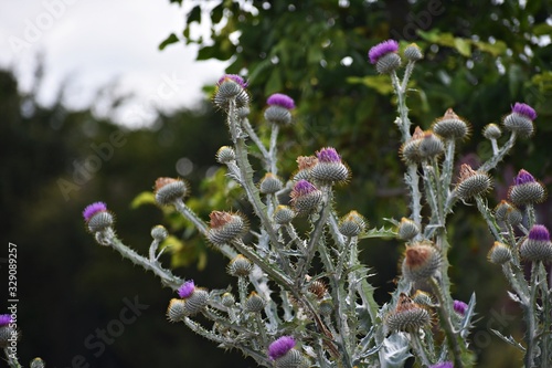 Fotografía Thistle flowers, growing in the garden