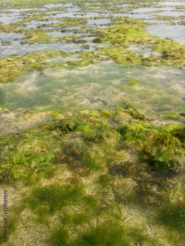 coral rock. with various types of seaweed at low tide. natural green grass. natural coral rock. as background