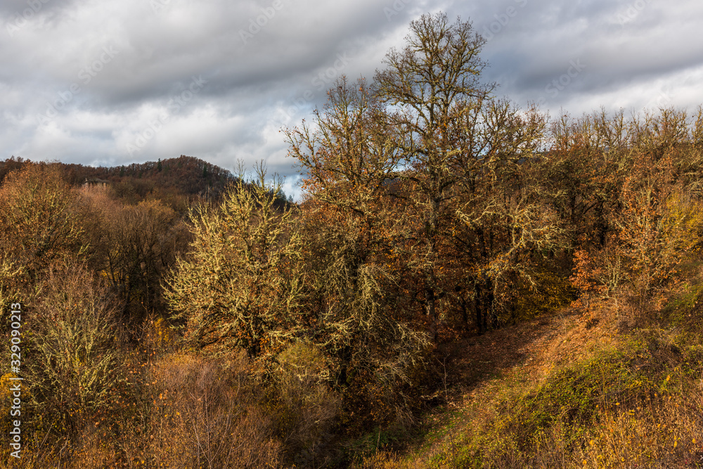 Fototapeta premium Moss covered bushes and tree with hills on background