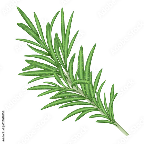 Fresh rosemary. Vector illustration.