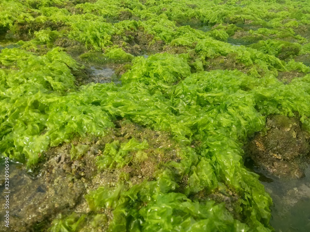 coral rock. with various types of seaweed at low tide. natural green grass. natural coral rock. as background