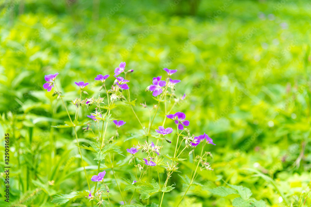 Lilac wild flowers in a spring meadow on a sunny May day Lilac wild flowers in a spring meadow on a sunny May day