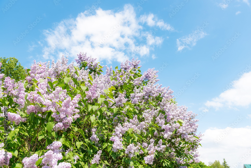 Blooming lilac bush with purple flowers against clear blue sky