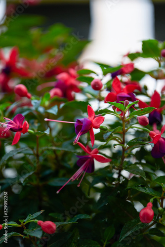 A bunch of blooming bell begonias