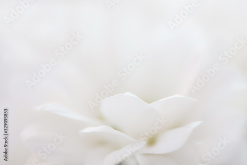 Closeup beautiful abstract white flower floral blurred backdrop