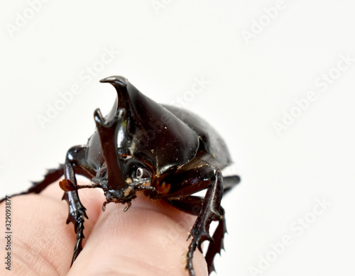 Rhinoceros beetle, Hercules beetle, Unicorn beetle, horn beetle, male in gentle hand on white background © Somratana