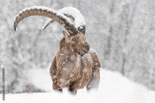 Bild auf Leinwand Ibex mountain covered by snow (Capra ibex)